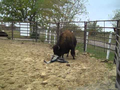 bison tosses a rug around for fun