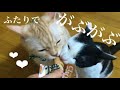 初めてカツオを食べた猫たち【焼かつお】【ちゅーる】