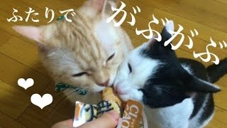 初めてカツオを食べた猫たち【焼かつお】【ちゅーる】
