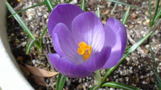 Crocus 2012