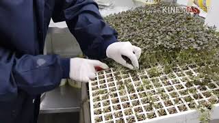 Manual Harvesting And Packing Of Microgreens