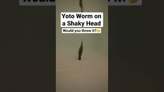 10,000 Fish Yoto Worm on Shaky Head. Would you throw this lure