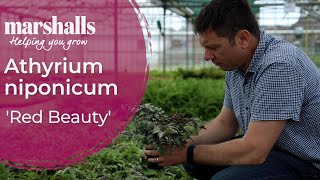 Athyrium ‘Red Beauty’ 🍂 Elegant Japanese Painted Fern for Shady Borders | Marshalls Garden