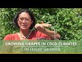 Growing grapes in cold climates