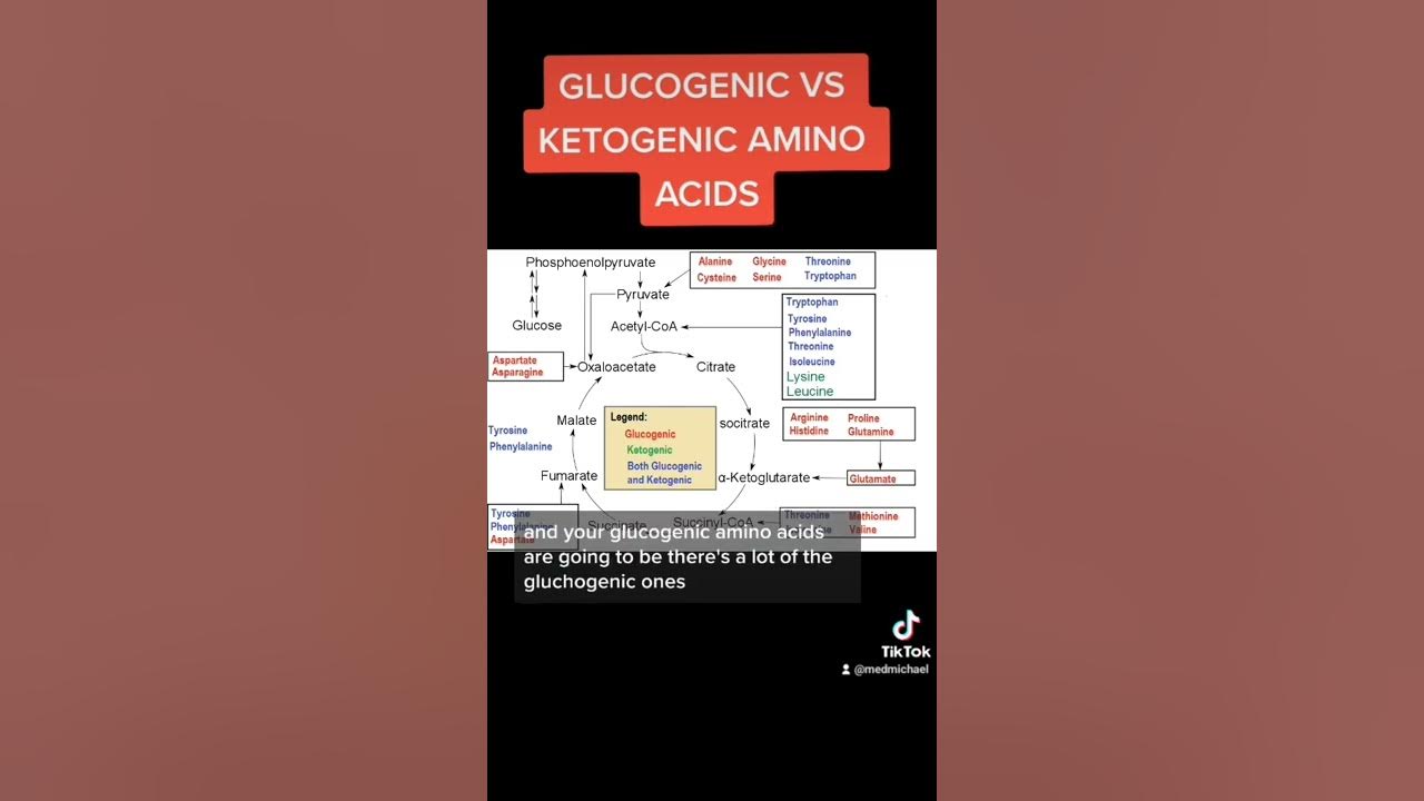 Glucogenic vs Ketogenic Amino Acids (MCAT) YouTube