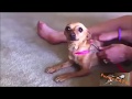 FUNNY ANIMALS 2018 Cats and Dogs Meeting For The First Time | Try not to laugh