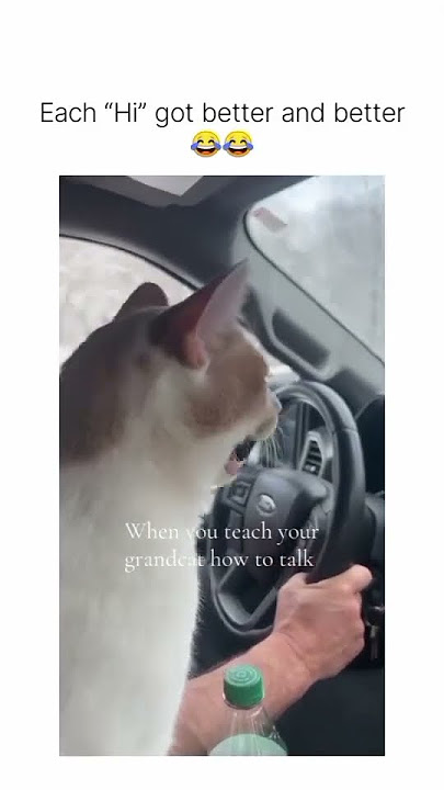 Download lagu Cat says HI