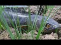 Unbelievable Found Nest Fish l Amazing Man Found and Digging Nest Fish From Underground Secret Hole