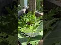 Mulchen – das Geheimnis vieler Gartenprofis! 🌱
