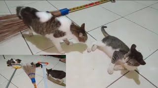 TRIO KUCING BETINA AKSI SAPU SAPU 🐈