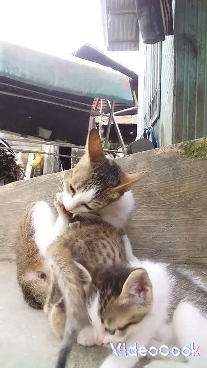 keluarga kucing#catfamily#short#viral