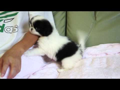 狆の子犬2012.09.05