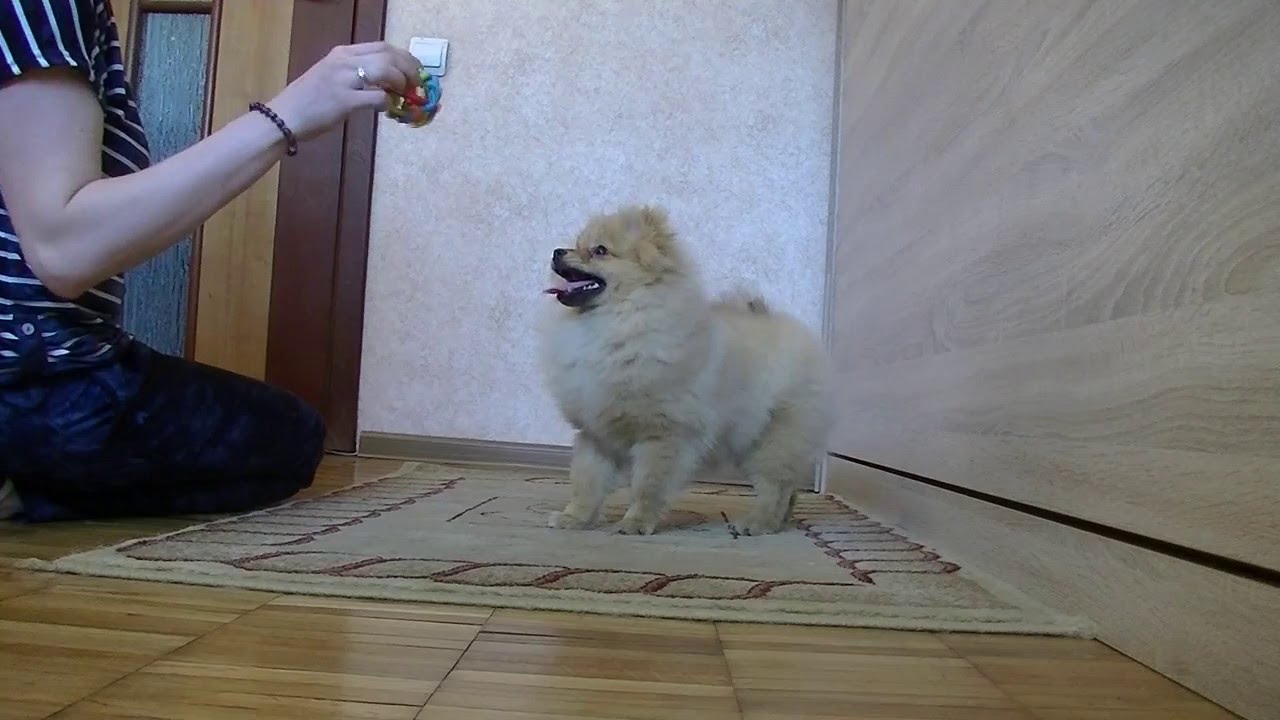 Мальчик Зизитоп - продается, возраст 5 месяцев - YouTube