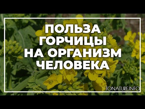Польза горчицы на организм человека | toNature.Info