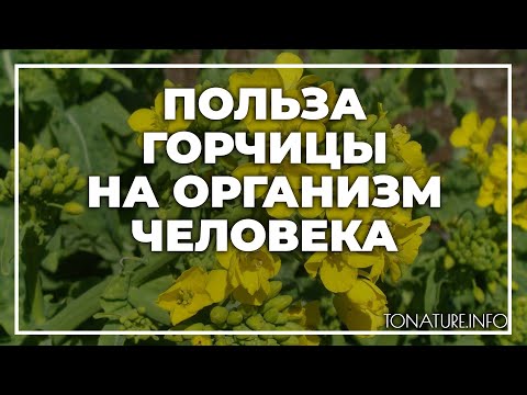 Видео: Горчица - свойства, съдържание на калории, ползи