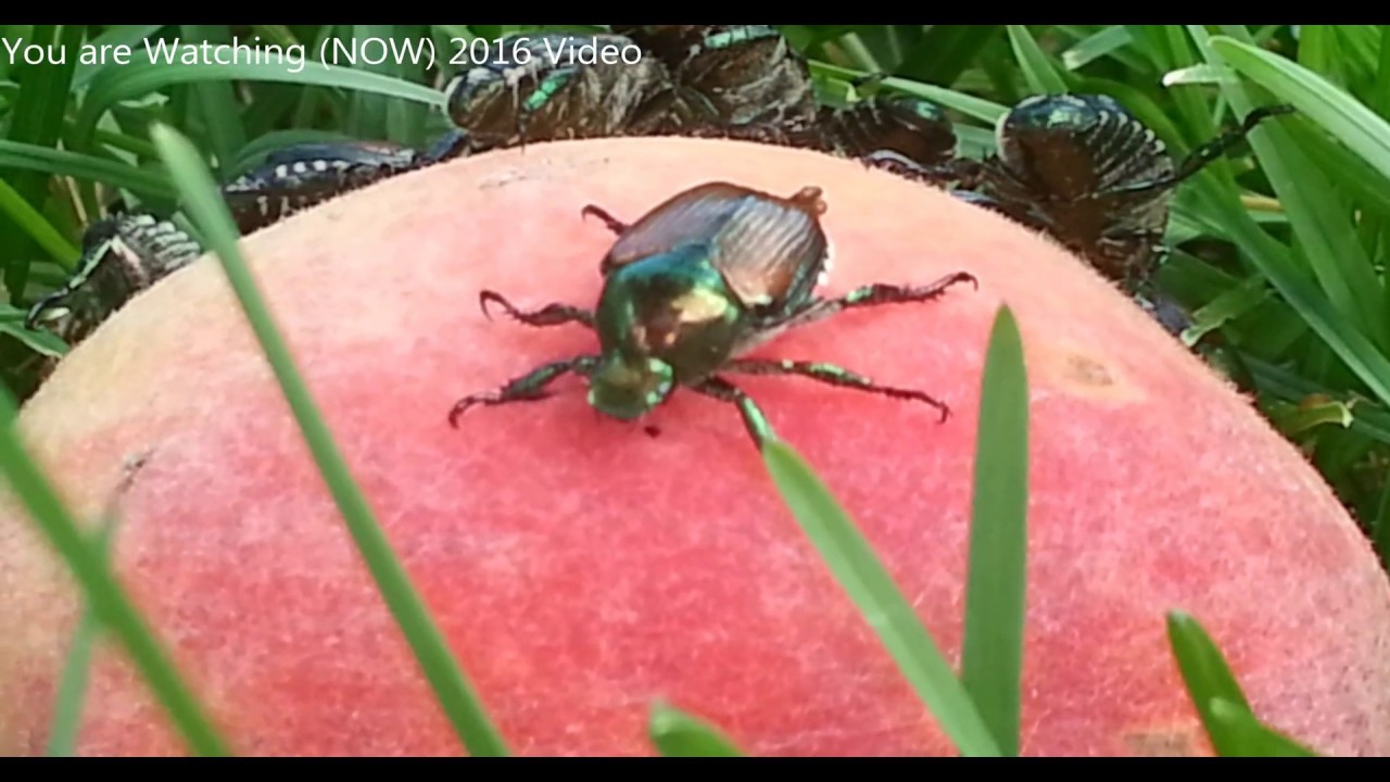 How Do Japanese Beetle Poop Defecate?... That's how! YouTube