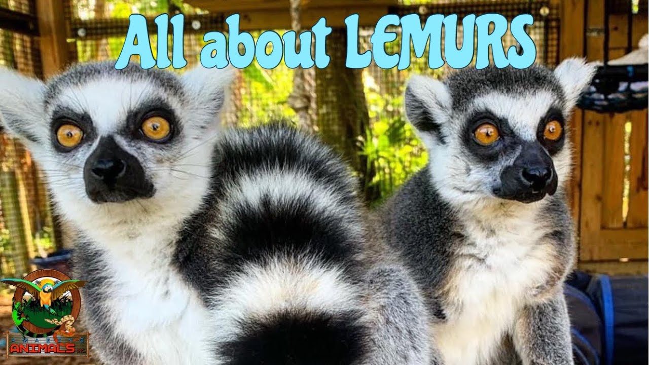 Ring Tailed Lemur – Wild Republic