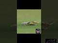 Shoaib akhtar vs Australia #cricket #shoaibakhtar #shoaib #shortsfeed #india