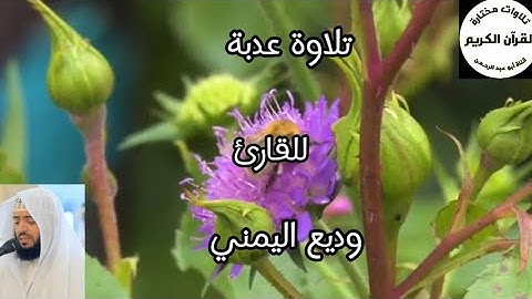سورة الصافات 🌿تلاوة مريحة للقلب 🌿للقارئ وديع اليمني
