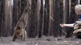 Nature: Australian Bushfire Rescue PREVIEW