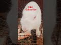 rabbit 🐇 love  chota Don 🥰🥰🥰🥰🥰🥰