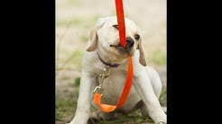 Dog walking services in Austin, Texas
