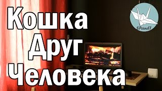 "Кошка Друг Человека! Кошачьи Стереотипы" | SPandT "Кошка Друг Человека! Кошачьи Стереотипы" | SPandT