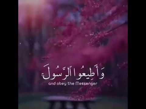 واطيعوا الله واطيعوا الرسول فان توليتم فانما علي رسولنا البلاغ المبين