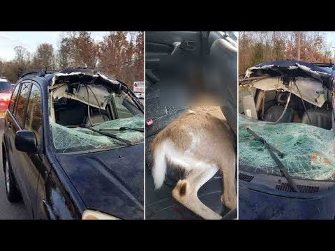 Deer crashes through woman&rsquo;s windshield on Rt. 9 in Howell Township