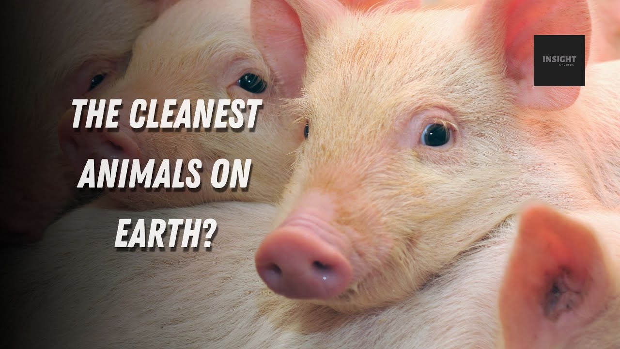 Pigs The Cleanest Animals On Earth YouTube pigs-the-cleanest-animals-on-earth-youtube