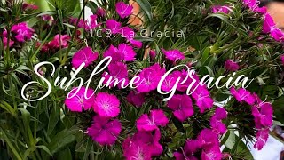 Sublime Gracia (cover)