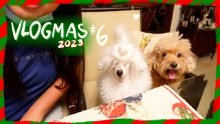 POODLE VLOGMAS 2023 | Early Morning with my Toy Poodles
