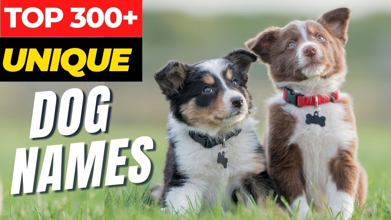 300 Unique Names for Dogs That Will Make You Smile | Dog Naming ...