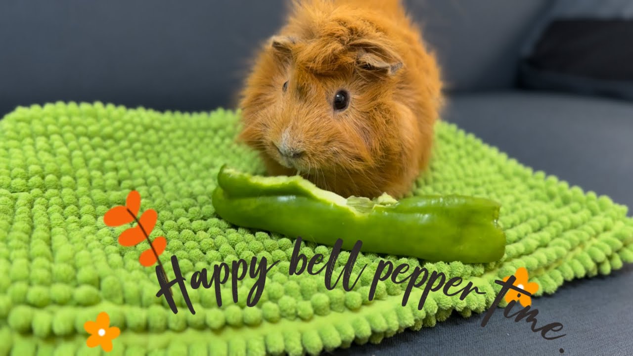 An Abyssinian guinea pig immersively eating a bell pepper. - YouTube - Guinea Pig Soup With Bell Peppers
