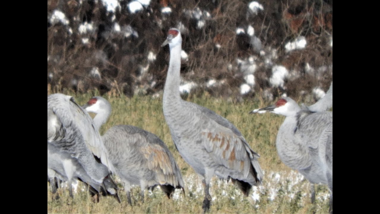 Sandhill Cranes 100s of Sandhill Cranes ! YouTube