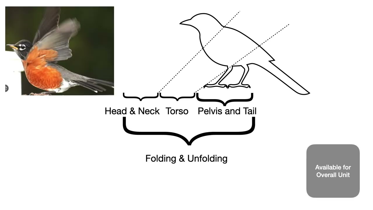 Intro to Bird Simple A&P Video Sets