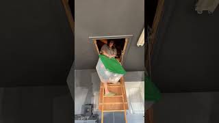 Putting up Christmas Decor