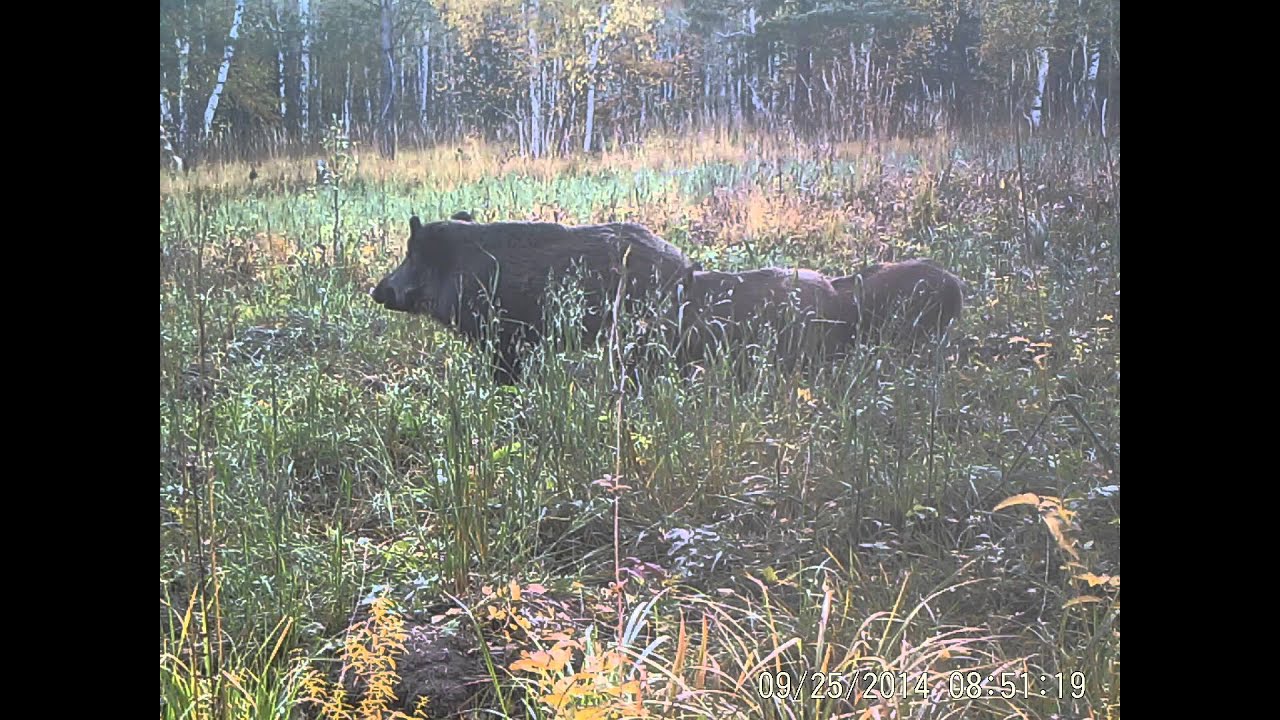 Фотоловушка № 9 Кабаны на подкормочной площадке