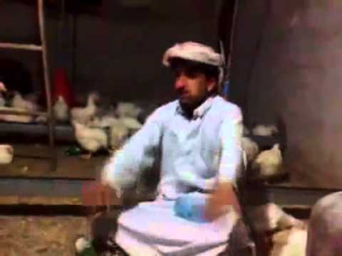 موال الدواجن