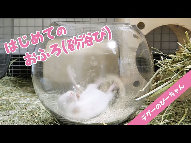 【デグー】ホワイトデグーのぴーちゃんはじめてのお風呂(砂浴び)！Degu Dust Bath