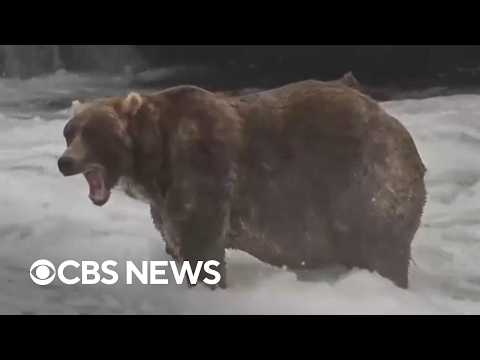 Which fat bear won 2026 Fat Bear Week?