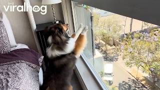 Sheltie's Nemesis, the Window-Washing Broom || ViralHog