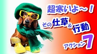 【冬必見】 寒い時にワンコが見せる７つの仕草＆行動～愛犬快適ライフを目指そう！