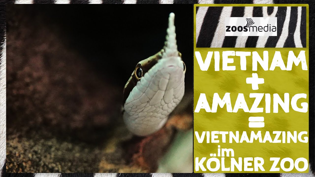 VIETNAMAZING im Kölner Zoo: Europa mit Vietnam für Vietnam | zoos.media