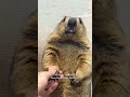 Mamochi: "Come again" #marmot #pets #animals #funny #idol