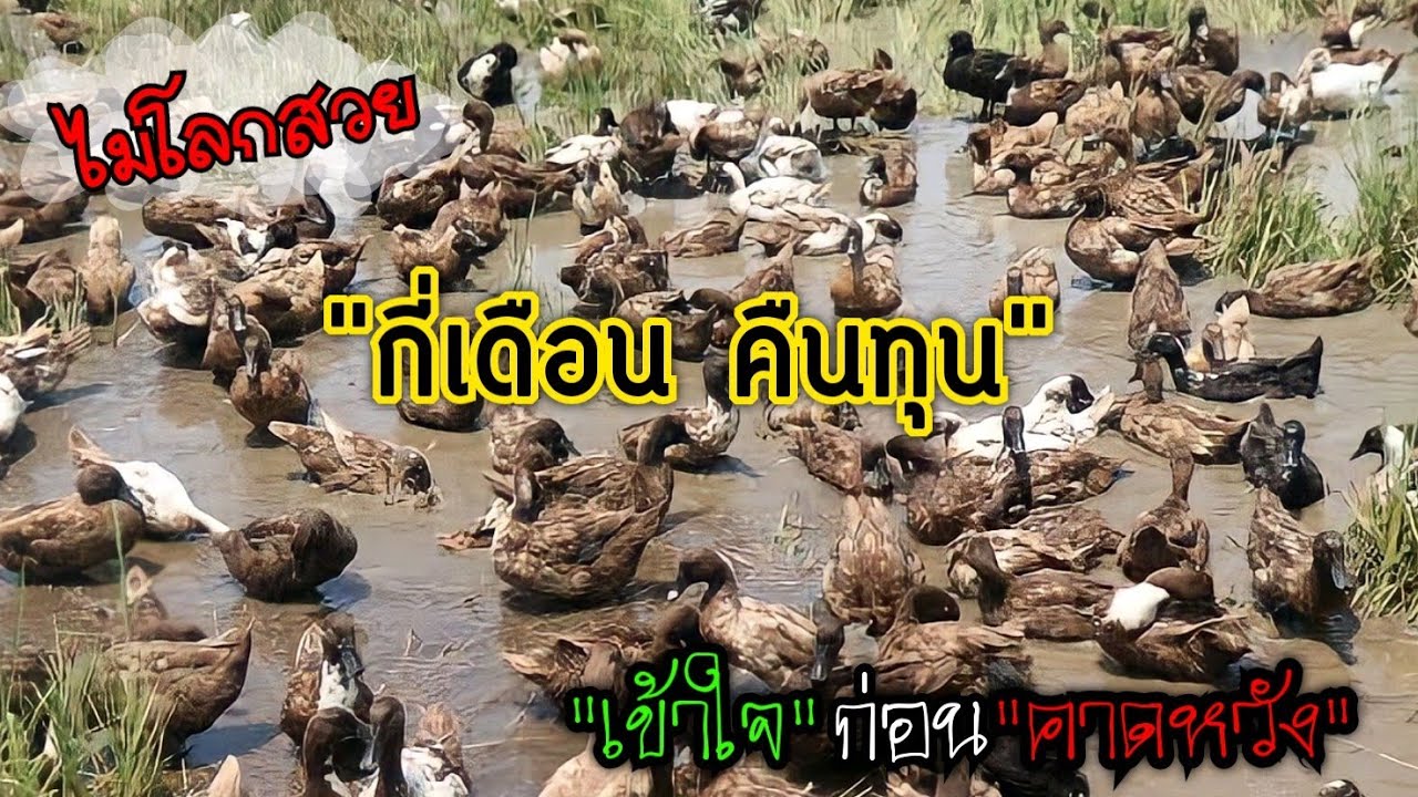 เลี้ยงเป็ดไข่ | กี่เดือนคืนทุน | เลี้ยงกี่ปี | อาชีพนี้ไม่ได้การันตีผลกำไร