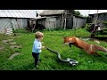 100 moments surprenants avec les animaux 