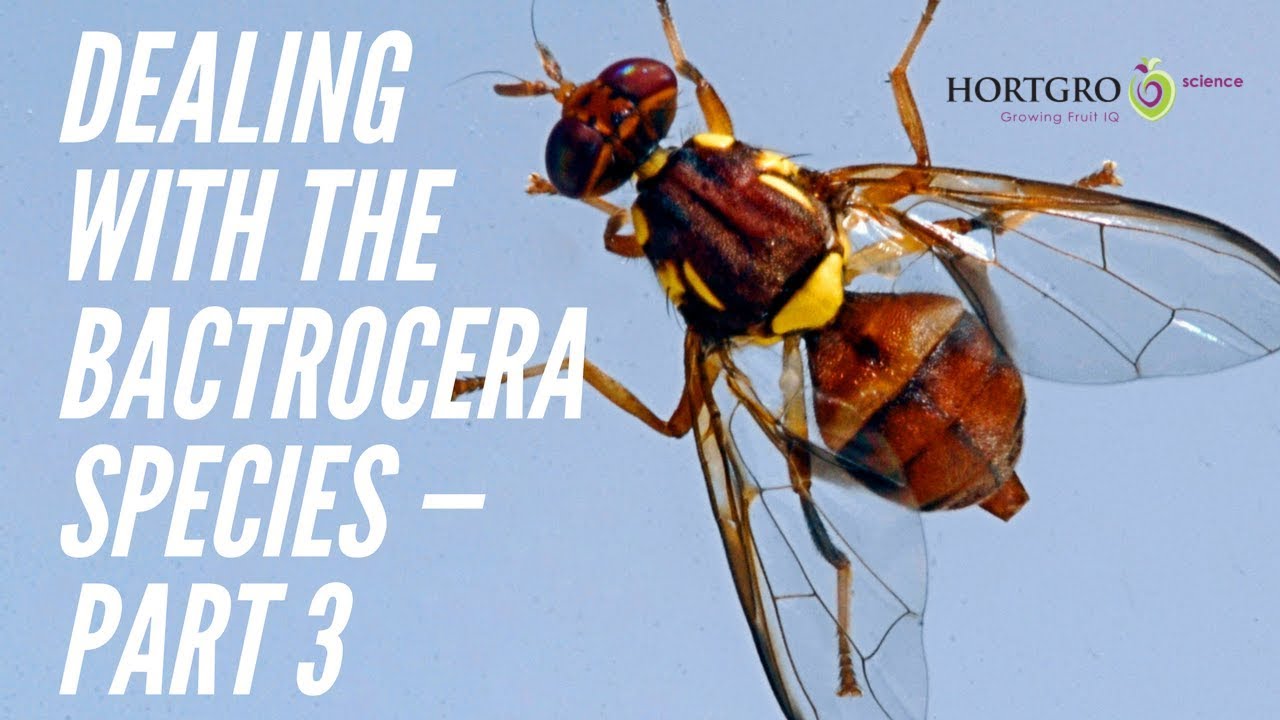 Part 3 — Key actions in managing the Bactrocera species