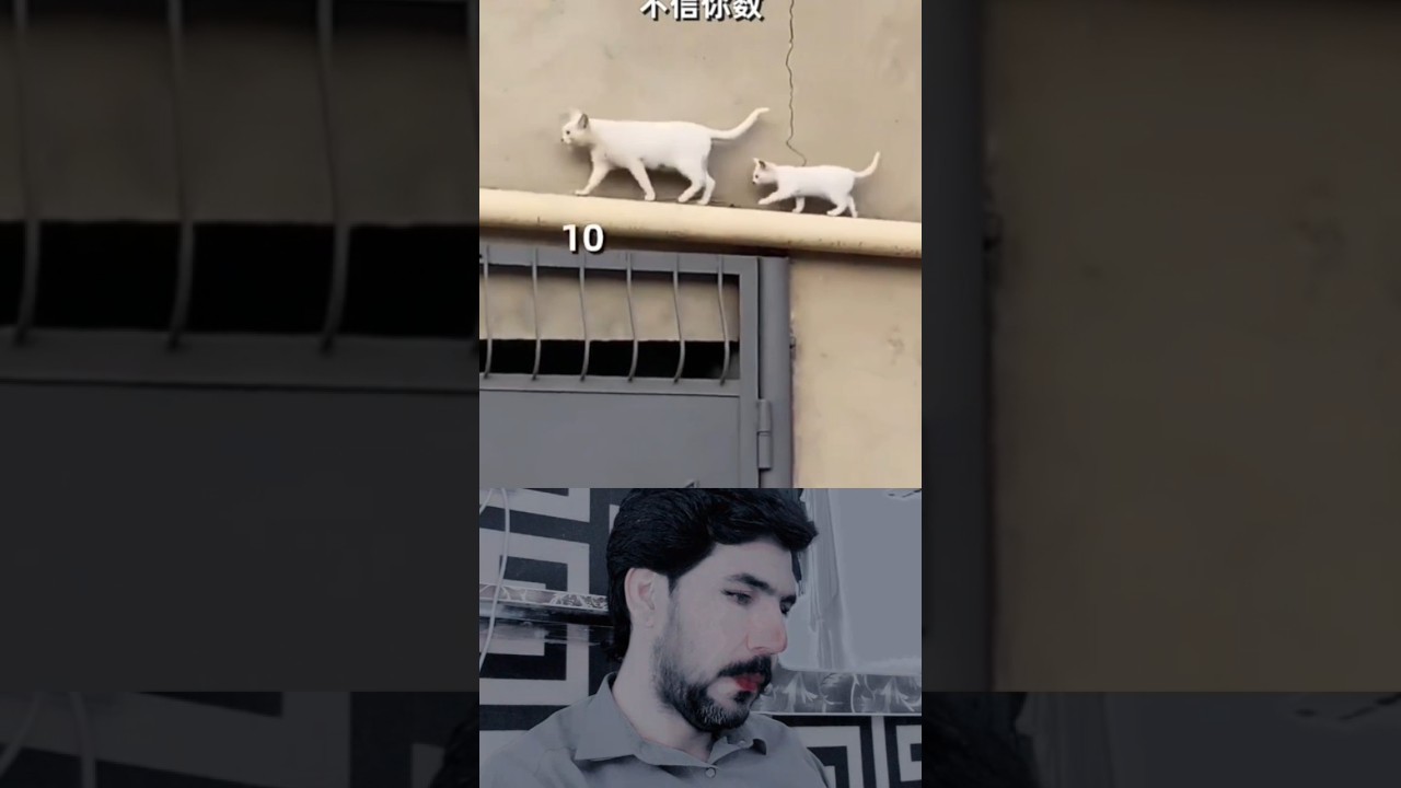 "Mother Cat Teaching Her Cute Kitten 🐾"