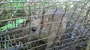 Con Chuột Dái dính Bẫy Rắn bởi cái tội thích món lạ?